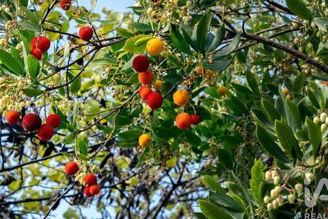 Terra a Monchique, Faro, Monchique - € 233.000 | Ref: 53033 - foto 11