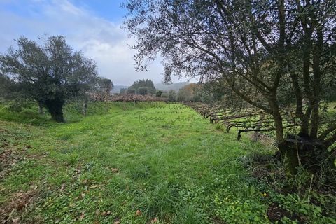 Helårsgrund i Ponte de Lima, Viana do Castelo, Ponte de Lima - € 22.000 | Ref: TC73 - foto 3