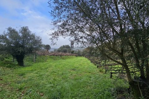 Helårsgrund i Ponte de Lima, Viana do Castelo, Ponte de Lima - € 22.000 | Ref: TC73 - foto 4