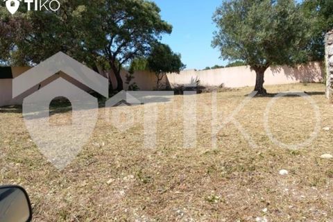 Terra a Olaia e Paco, Santarem, Olaia e Paco - € 24.000 | Ref: PR-236391 - foto 4