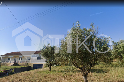 Terra a Olaia e Paco, Santarem, Olaia e Paco - € 24.000 | Ref: PR-236391 - foto 10