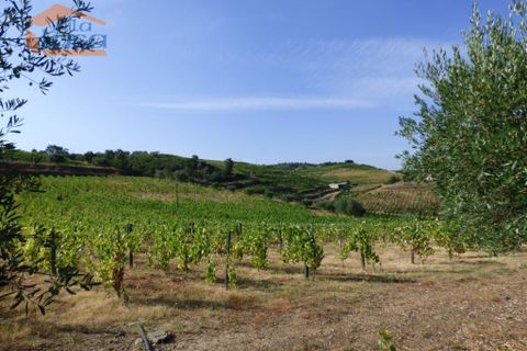 Landejendom i Tabuaco, Viseu, Tabuaco - € 2.500.000 | Ref: 803181005 - foto 1