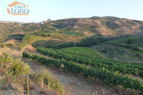Landejendom i Tabuaco, Viseu, Tabuaco - € 2.500.000 | Ref: 803181005 - foto 6