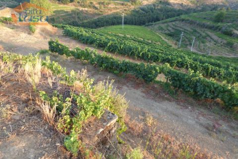 Landejendom i Tabuaco, Viseu, Tabuaco - € 2.500.000 | Ref: 803181005 - foto 7