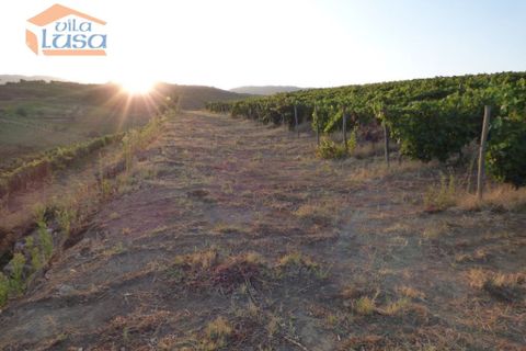 Landejendom i Tabuaco, Viseu, Tabuaco - € 2.500.000 | Ref: 803181005 - foto 8
