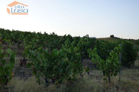 Landejendom i Tabuaco, Viseu, Tabuaco - € 2.500.000 | Ref: 803181005 - foto 9