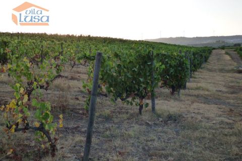 Landejendom i Tabuaco, Viseu, Tabuaco - € 2.500.000 | Ref: 803181005 - foto 10