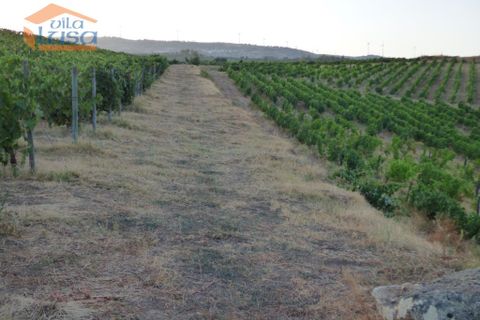 Landejendom i Tabuaco, Viseu, Tabuaco - € 2.500.000 | Ref: 803181005 - foto 11