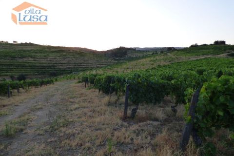 Landejendom i Tabuaco, Viseu, Tabuaco - € 2.500.000 | Ref: 803181005 - foto 13