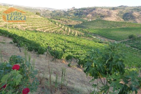 Landejendom i Tabuaco, Viseu, Tabuaco - € 2.500.000 | Ref: 803181005 - foto 14