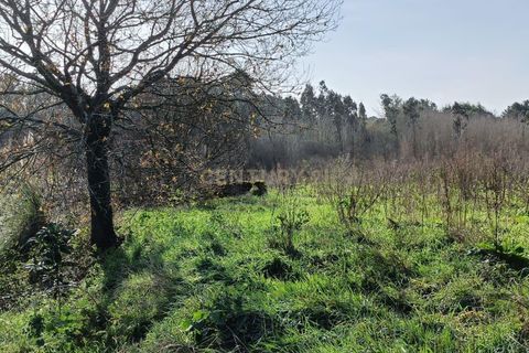 Helårsgrund i Oliveira do Bairro, Aveiro, Oliveira do Bairro - € 15.000 | Ref: C0385-00848 - foto 3