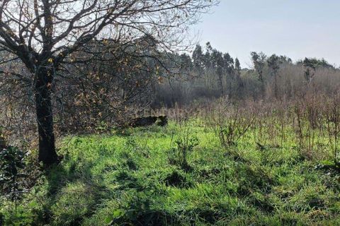 Helårsgrund i Oliveira do Bairro, Aveiro, Oliveira do Bairro - € 15.000 | Ref: C0385-00848 - foto 5