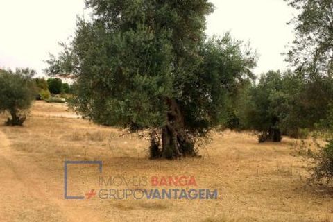 Terra a Serpa, Beja, Serpa - € 230.000 | Ref: T-25470 - foto 2