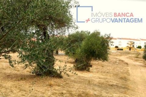 Terra a Serpa, Beja, Serpa - € 230.000 | Ref: T-25470 - foto 3