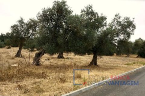 Terra a Serpa, Beja, Serpa - € 230.000 | Ref: T-25470 - foto 4
