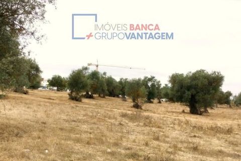Terra a Serpa, Beja, Serpa - € 230.000 | Ref: T-25470 - foto 7