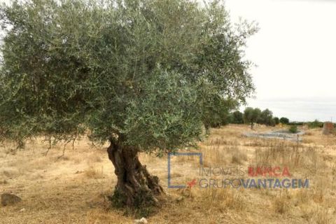 Terra a Serpa, Beja, Serpa - € 230.000 | Ref: T-25470 - foto 8