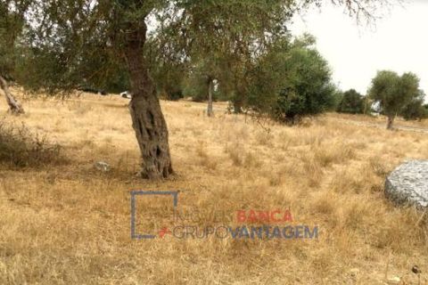 Terra a Serpa, Beja, Serpa - € 230.000 | Ref: T-25470 - foto 9