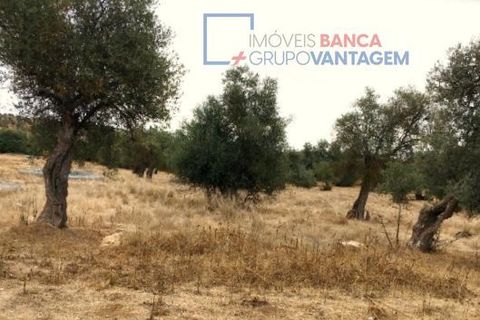 Terra a Serpa, Beja, Serpa - € 230.000 | Ref: T-25470 - foto 10