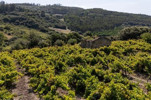 Helårsgrund i Sobral de Monte Agraco, Lisbon, Sobral de Monte Agraco - € 125.000 | Ref: T-27836 - foto 6