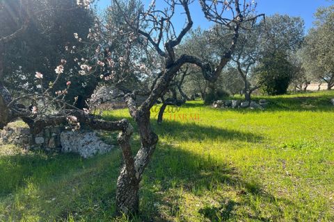 Landejendom i Cisternino, Brindisi, Cisternino - € 58.000 | Ref: 330 - foto 3