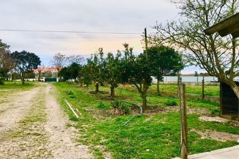 Farm i Alpiarca, Santarem, Alpiarca - € 245.000 | Ref: SF-SAFTI:006412 - foto 3