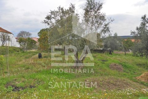 Terra a Chamusca, Santarem, Chamusca - € 30.000 | Ref: 11700 - foto 2
