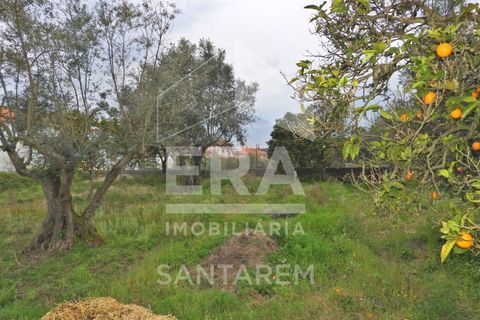 Terra a Chamusca, Santarem, Chamusca - € 30.000 | Ref: 11700 - foto 3