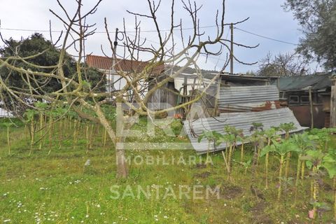 Terra a Chamusca, Santarem, Chamusca - € 30.000 | Ref: 11700 - foto 5