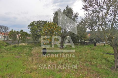 Terra a Chamusca, Santarem, Chamusca - € 30.000 | Ref: 11700 - foto 7