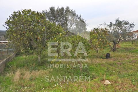 Terra a Chamusca, Santarem, Chamusca - € 30.000 | Ref: 11700 - foto 8