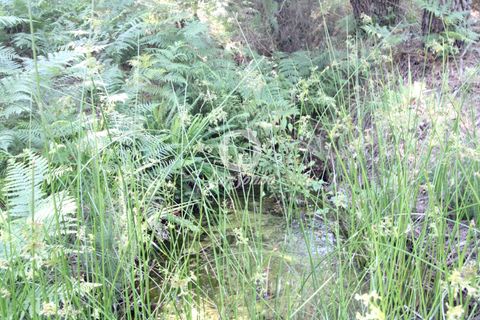 Helårsgrund i Terras de Bouro, Braga, Terras de Bouro - € 108.000 | Ref: 240-T-25209 - foto 6
