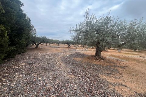 Landejendom i L'Ampolla, Tarragona, L'Ampolla - € 56.000 | Ref: FZAM460/6931 - foto 8