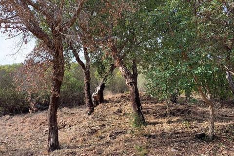 Helårsgrund i Monchique, Faro, Monchique - € 30.000 | Ref: T-525 - foto 1