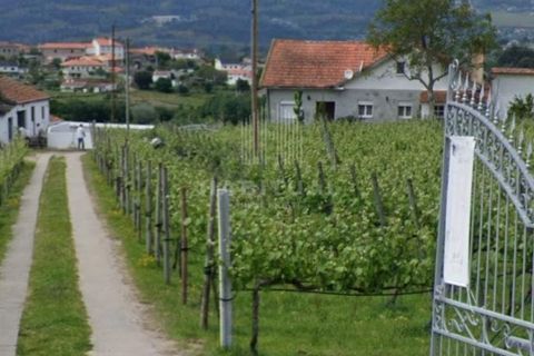 Farm i Moncao, Viana do Castelo, Moncao - € 550.000 | Ref: EM360 - foto 2