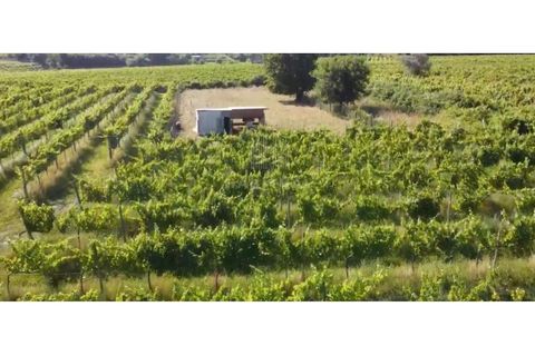 Farm i Moncao, Viana do Castelo, Moncao - € 550.000 | Ref: EM360 - foto 5