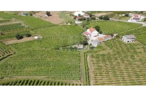 Farm i Moncao, Viana do Castelo, Moncao - € 550.000 | Ref: EM360 - foto 8
