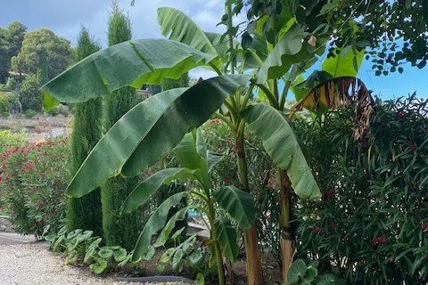 Masia a Vallauris, Alpes-Maritimes, Vallauris - € 1.180.000 | Ref: 85691238 - foto 37