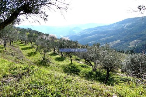 Terra a Sabrosa, Vila Real, Sabrosa - € 750.000 | Ref: 9742_T - foto 3