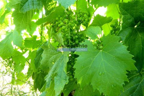 Terra a Sabrosa, Vila Real, Sabrosa - € 750.000 | Ref: 9742_T - foto 4