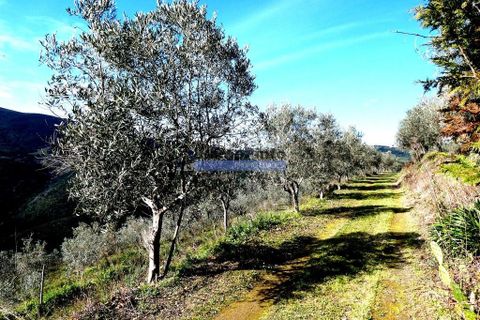 Terra a Sabrosa, Vila Real, Sabrosa - € 750.000 | Ref: 9742_T - foto 5