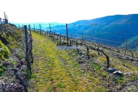 Terra a Sabrosa, Vila Real, Sabrosa - € 750.000 | Ref: 9742_T - foto 6
