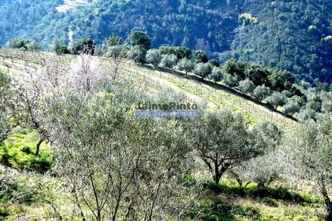 Terra a Sabrosa, Vila Real, Sabrosa - € 750.000 | Ref: 9742_T - foto 7