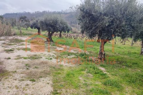 Helårsgrund i Ourem, Santarem, Ourem - € 32.000 | Ref: SAFTI:005376 - foto 8