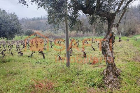 Helårsgrund i Ourem, Santarem, Ourem - € 32.000 | Ref: SAFTI:005376 - foto 6
