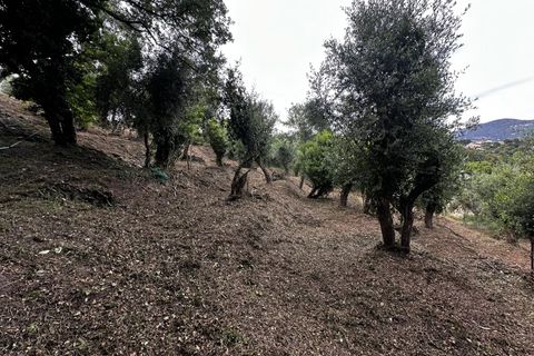 Terreno en Nice, Alpes-Maritimes, Nice - € 399.000 | Ref: 85585732 - photo 7