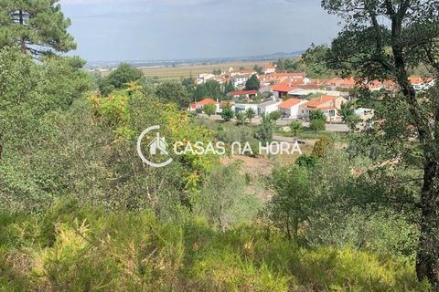 Terra a Chamusca, Santarem, Chamusca - € 60.580 | Ref: cascais/T/01050 - foto 6