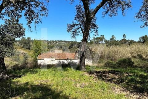 Terra a Montargil, Portalegre, Montargil - € 98.000 | Ref: 1204-3708 - foto 5