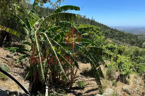 Helårsgrund i Monchique, Faro, Monchique - € 130.000 | Ref: 419/2024 - foto 8