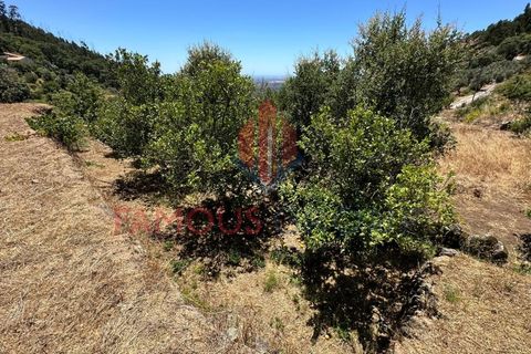 Helårsgrund i Monchique, Faro, Monchique - € 130.000 | Ref: 419/2024 - foto 28